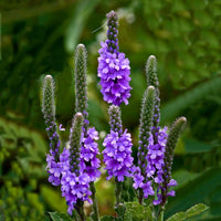 Hoary Vervain Verbena – Hardy Wildflower Garden Seeds