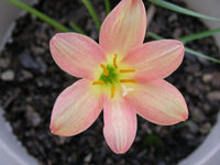 Rain Lily Zephyranthes Eastern Pearl 1 Bulb New Habranthus