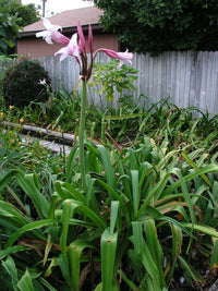 Crinum Lily Mexican Jumbo Blooming-Size Bulb New Rare