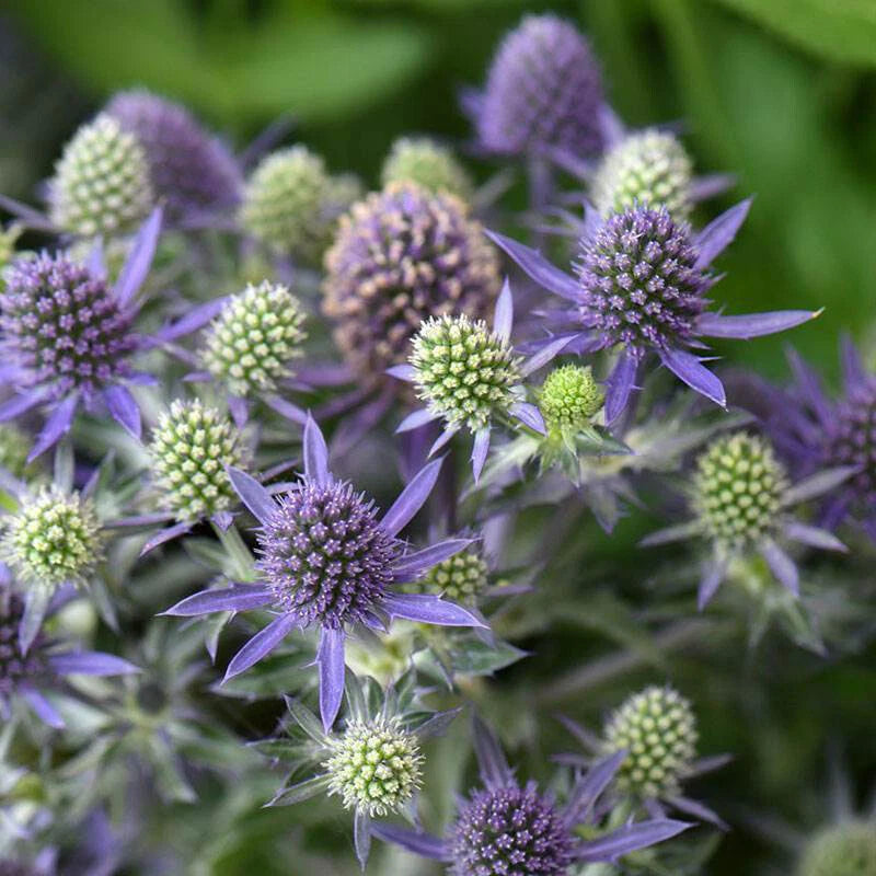 Eryngium Planum – Perennial Flat Sea Holly Seeds