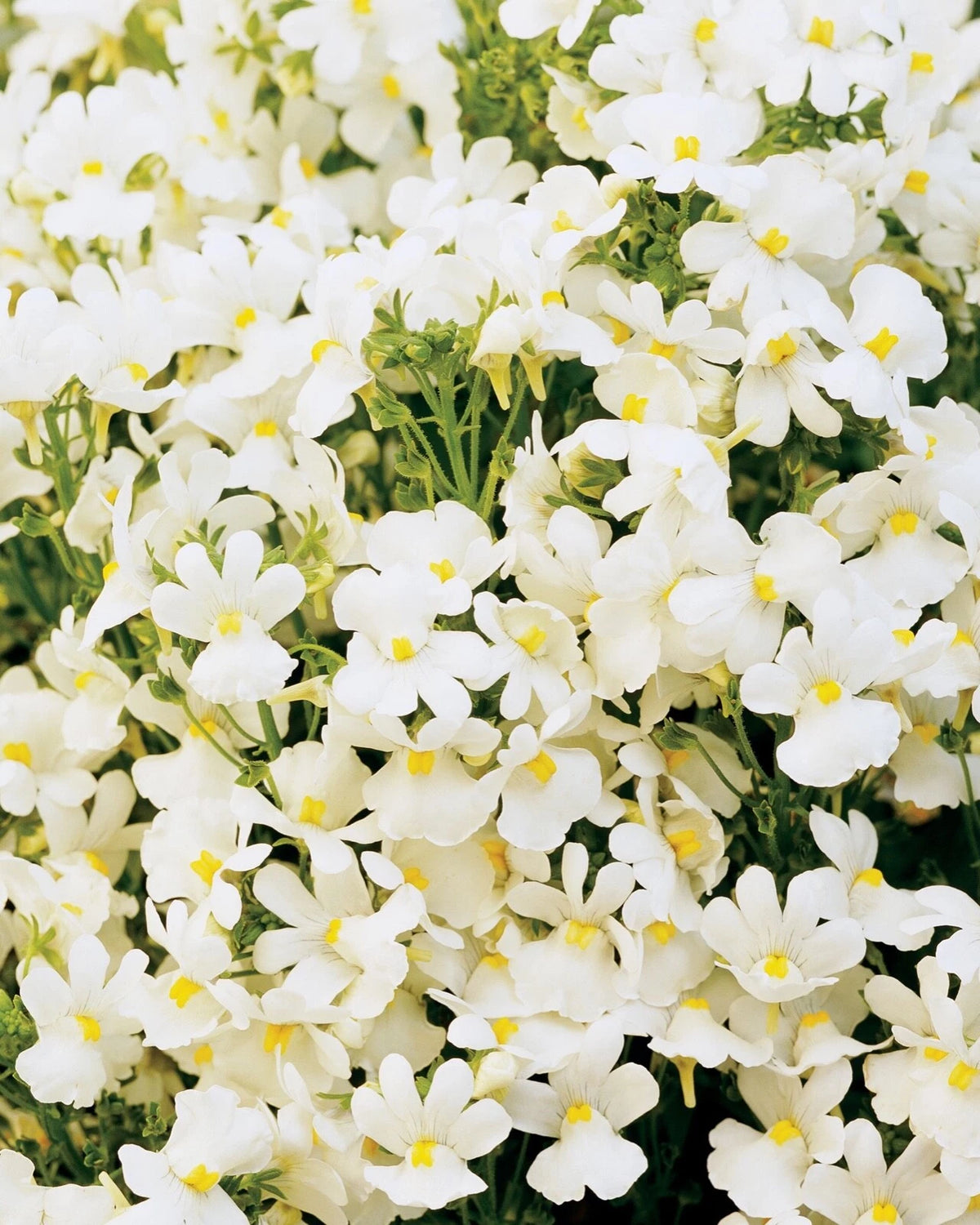 Nemesia Poetry Innocense White Perennial Cape Snapdragon Flower Seeds