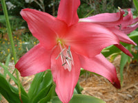 Crinum Lily Clawed Large Blooming-size Bulb New - Flower Seeds