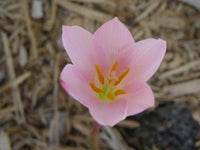 Rain Lily Zephyranthes Huastecana New Habranthus - Flower Seeds
