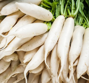 Japanese Daikon Radish Seeds for Planting Heirloom Non GMO Seeds