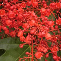 Illawarra Flame Tree Brachychiton Acerifolius – Flowering Tree Seeds