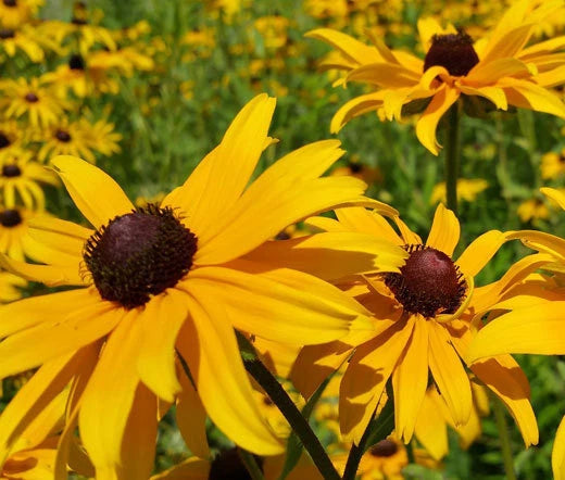 Black Eyed Susan Rudbeckia Hirta – Hardy Bright Perennial Garden Flower Seeds