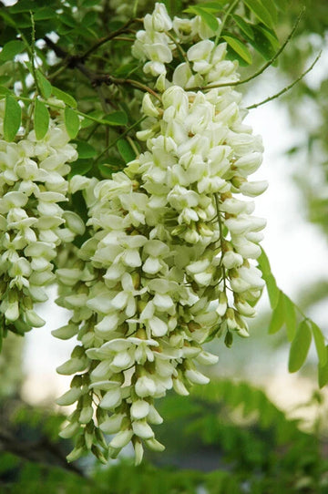 Robinia Pseudoacacia Fragrant Black Locust Tree Seeds