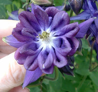 Tower Dark Blue Columbine Aquilegia Vulgaris Perennial Flower Seeds