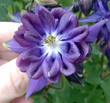 Tower Dark Blue Columbine Aquilegia Vulgaris Perennial Flower Seeds