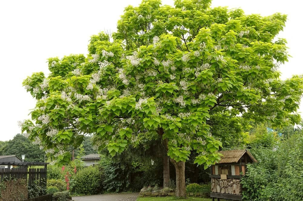 Catalpa Tree Catalpa Speciosa Flowering Tree Seeds