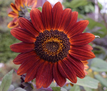 Sunflower Velvet Queen Helianthus Annuus – Hardy Garden Flower Seeds