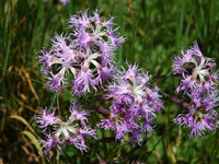 Dianthus Superbus Fragrant Fringed Pink – Flower Seeds Fragrant