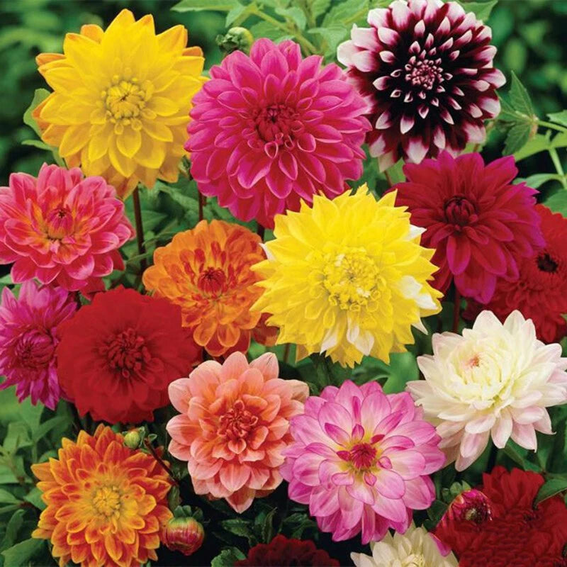Dahlia Variabilis – Double Flower Garden Seeds