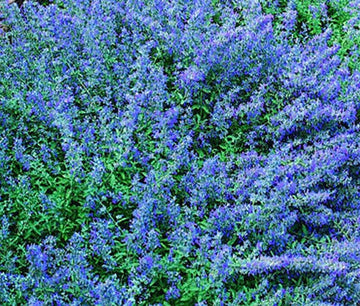 Catmint Blue Nepeta Mussinii – Fragrant Garden Flower Seeds