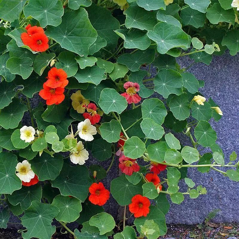 Jewel Nasturtium Tropaeolum Majus – Colorful Garden Flower Seeds