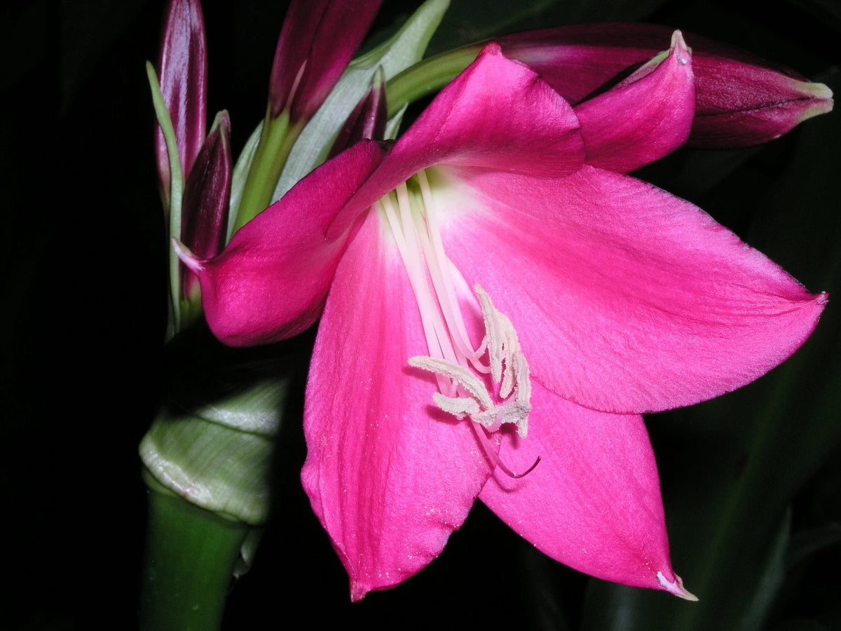Crinum Lily Rose Parade Small-size Bulb New - Flower Seeds
