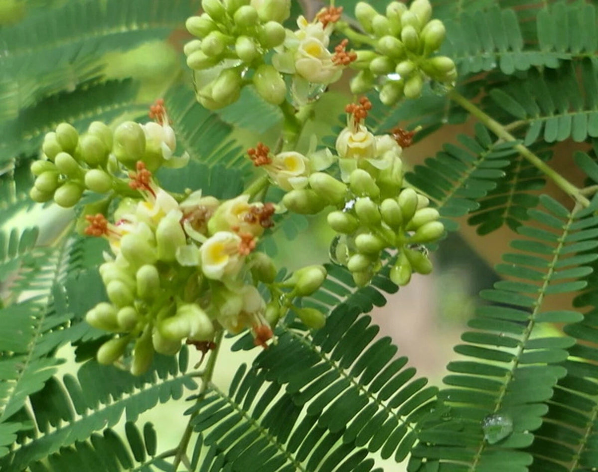 Libidibia Coriaria Caesalpinia Divi Divi Small Tree Seeds