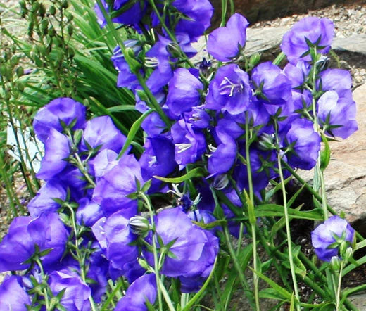 Bellflower Willow Peach Lived Blue Campanula Persicifolia – Perennial Flower Seeds
