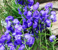 Bellflower Willow Peach Lived Blue Campanula Persicifolia – Perennial Flower Seeds