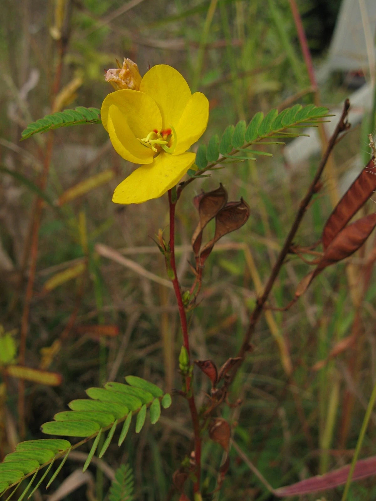 Partridge Pea Chamaecrista Fasciculata – Wildflower Garden Seeds