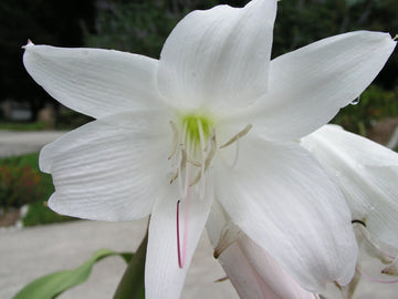 Crinum Lily Southern – Garden Flower Seeds for Planting
