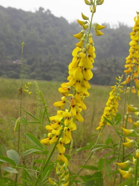 Crotalaria Pallida Rattlepod Perennial Herb Seeds
