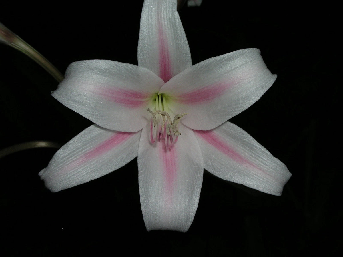 Crinum Lily Herbertii – Garden Herb Seeds