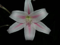 Crinum Lily Herbertii – Garden Herb Seeds