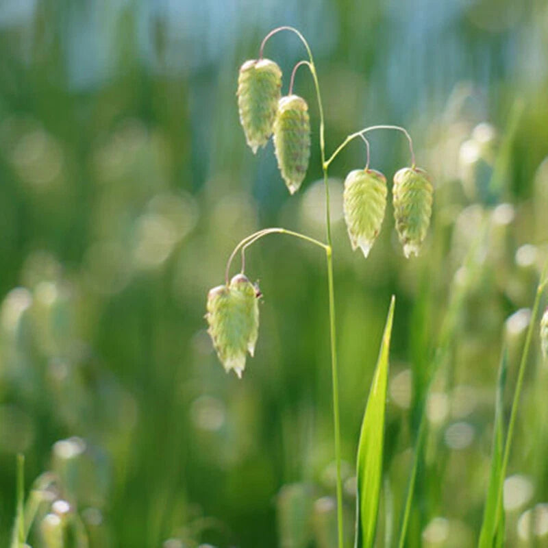 Great Quaking Grass Briza Maxima – Ornamental Garden Seeds