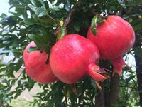 Punica Granatum Pomegranate Edible Fruit Shrub Tree Ornamental – Fruit – Product Image