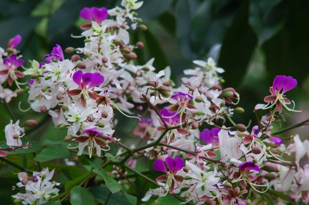 Lysidice Rhodostegia – Fragrant Flowering Shrub Tree Seeds
