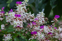 Lysidice Rhodostegia – Fragrant Flowering Shrub Tree Seeds