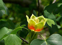 Liriodendron Tulipifera Tulip Flower Yellow Poplar Tree Cold Hardy – Hardy Fruit Tree Seeds