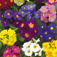 Primrose Primula Acaulis – Perennial Garden Flower Seeds
