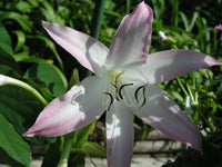 Crinum Lily Summer Nocturne Medium-size Bulb - Flower Seeds