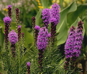 Blazing Star Gayfeather Liatris Spicata – Perennial Garden Flower Seeds