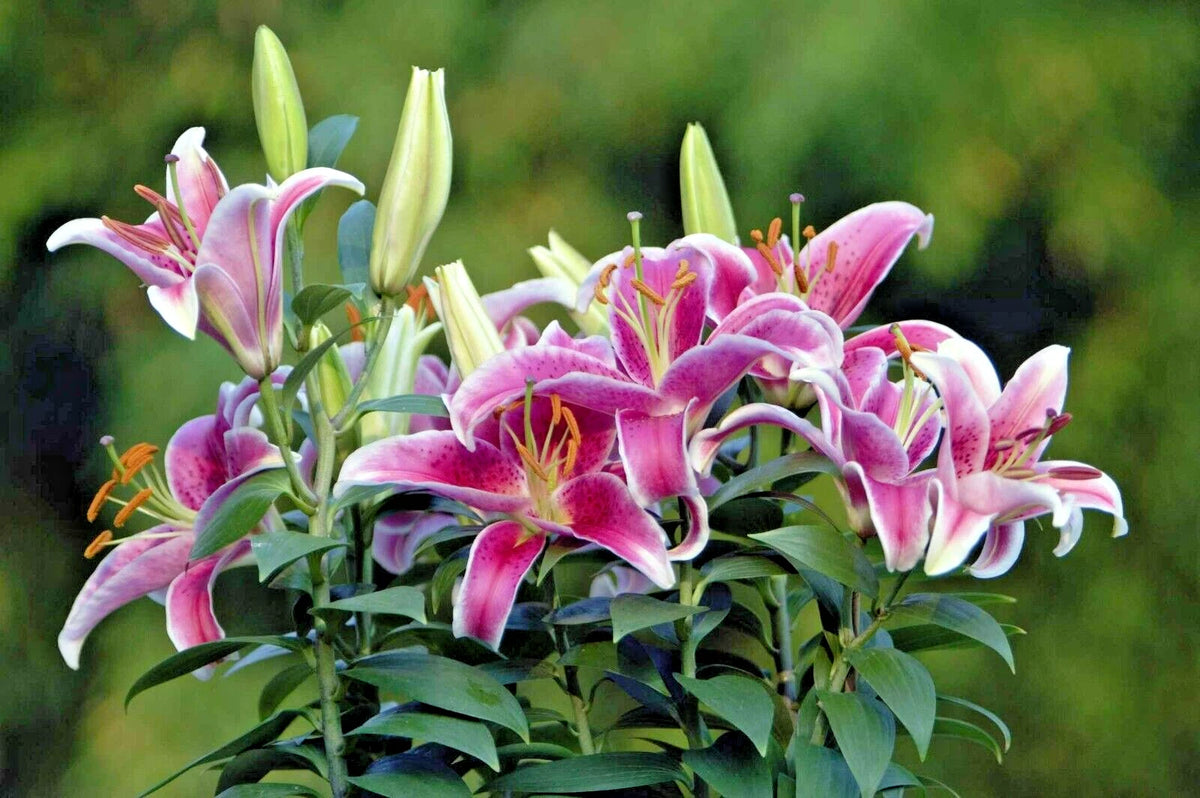 Stargazer Lily Lilium – Fragrant Perennial Flower Seeds