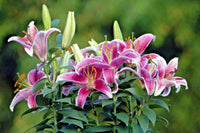 Stargazer Lily Lilium – Fragrant Perennial Flower Seeds