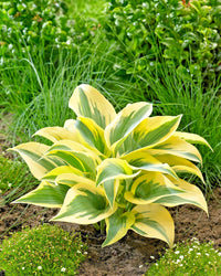 Ben Vernooy Hosta Hosta Ben Vernooy – Hardy Perennial Garden Flower Seeds