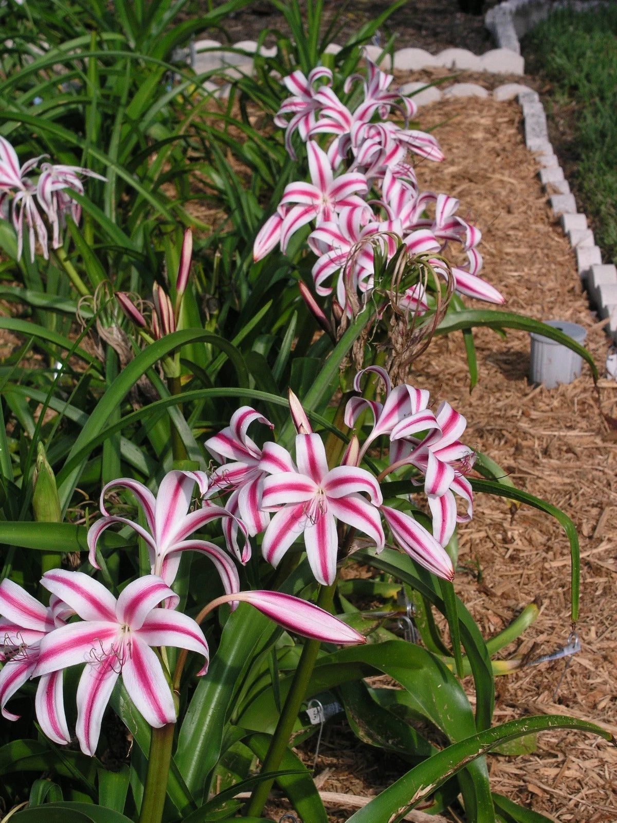 Stars and Stripes Crinum Lily – Hardy Flowering Bulb Garden Seeds