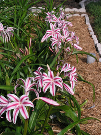 Stars and Stripes Crinum Lily – Hardy Flowering Bulb Garden Seeds
