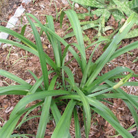 Hymenocallis Large Blooming Bulb – Fragrant Garden Flower Seeds