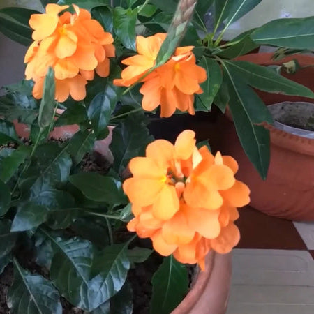 Orange Crossandra Crossandra Infundibuliformis – Perennial Flower Seeds