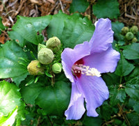 Blue Angel Rose Of Sharon Hibiscus Syriacus – Hardy Garden Flower Seeds