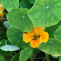 Nasturtium Mix Red Yellow Orange – Climbing Garden Flower Seeds