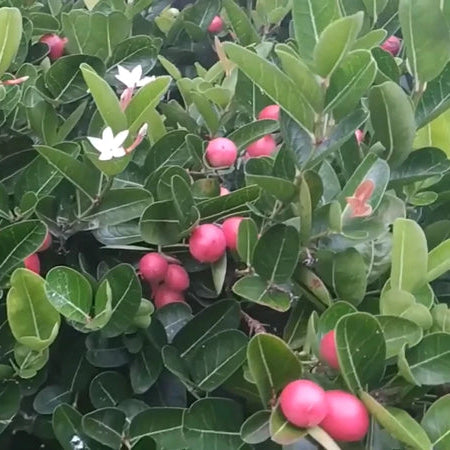 Carissa Carandas Karonda – Edible Climbing Fruit Tree Seeds