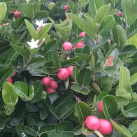 Carissa Carandas Karonda – Edible Climbing Fruit Tree Seeds