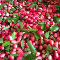 Carissa Carandas Karonda – Edible Climbing Fruit Tree Seeds