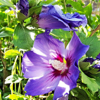 Blue Angel Rose Of Sharon Hibiscus Syriacus – Hardy Garden Flower Seeds
