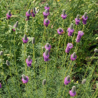 Purple Prairie Clover – Hardy Wildflower Seeds